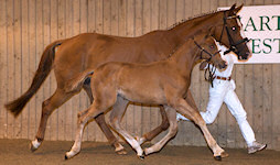 Ballet Time : Bertoli W x Wittinger x Cavalier 2009 Chestnut Filly